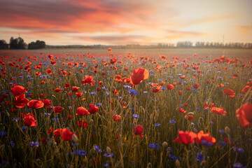 Fototapeta na wymiar Relaks i wypoczynek na polanie. Czerwone maki i zachód słońca. Poppies
