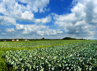 cabbage plantations, agriculture landscape with beautiful sky and clouds