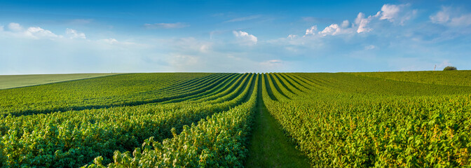 big panoramic view of black currant bushes, rows of fruit plantations under the blue sky