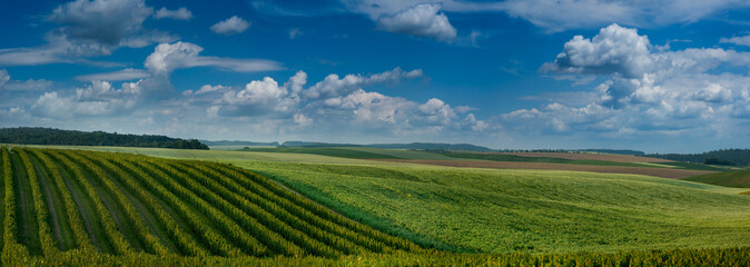 Panoramic Agricultural scenery of on blackcurrant and other color fields and blue sky. Rural...