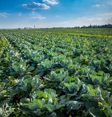 cabbage plantations, agriculture landscape with beautiful  blue sky