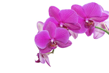 Isolated magenta orchid blooms
