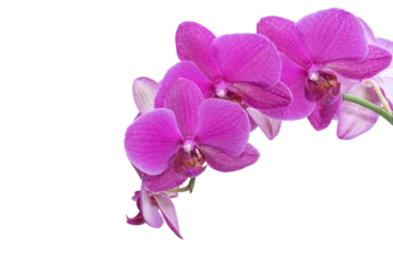 Fotobehang Isolated magenta orchid blooms © Michael O'Neill