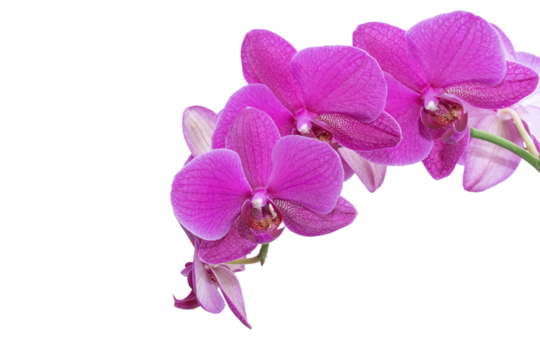 Isolated magenta orchid blooms