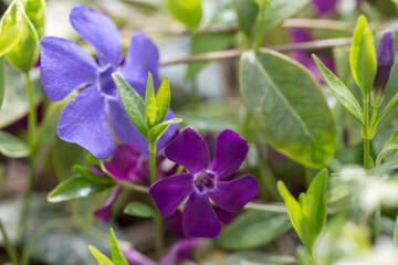 Fototapeta na wymiar Vinca major, with the common names bigleaf periwinkle, large periwinkle, spring purple and blue flowers