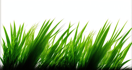 Obraz premium Close Up of Green Blades of Grass Against a White Background