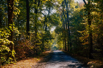 Polska, Lubuskie, Bogdaniec, las, jesień