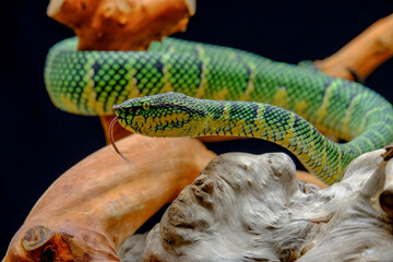 close up of a snake