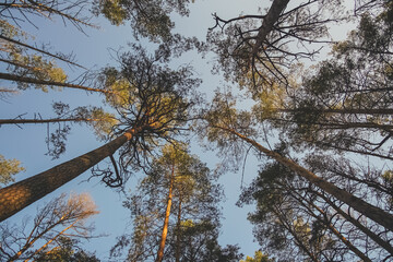 The tops and crowns of pine trees in the forest against a blue cloudless sky at dawn in the...