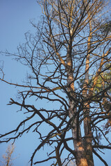 The upper part of the crown of a pine tree with many twisted dry branches, against a blue sky at dawn