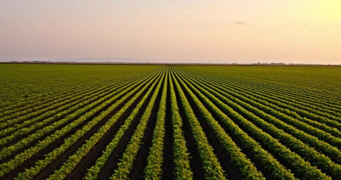 Drone shot of green agricultural carrot field at sunset
