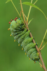 Naklejka premium cecropia moth Hyalophora cecropia caterpillar 