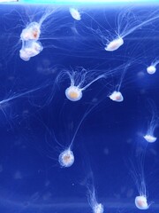 Watching jellyfish in big aquarium in Prague in Czech republic, many types of transparent jellyfish in blue water