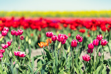 Fototapeta premium Tulip field landscape in spring flowers in bloom.