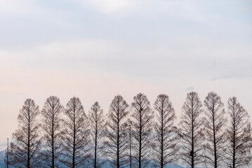 冬のメタセコイア　滋賀県大津市琵琶湖畔