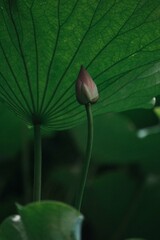 lotus
