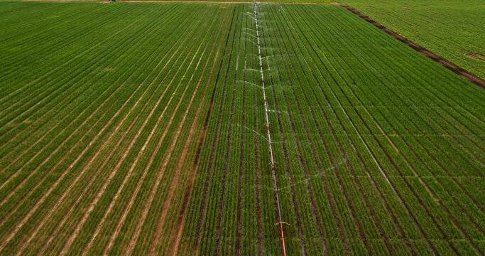 Drone shot of agricultural irrigation system on industrial onion farm