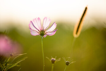 Fototapeta premium pink flower
