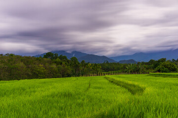 Fototapeta na wymiar Beautiful morning view indonesia Panorama Landscape paddy fields with beauty color and sky natural light