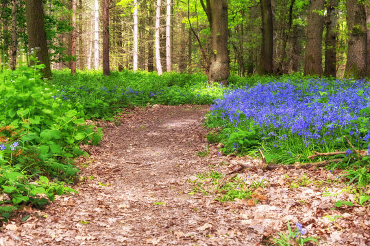 Path tthrough the Bluebells
