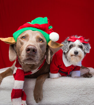 Silver labrador retriever and havapoo dressed as a Christmas elf and Santa Claus