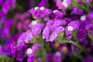 Assorted Flowers blooming macro photography