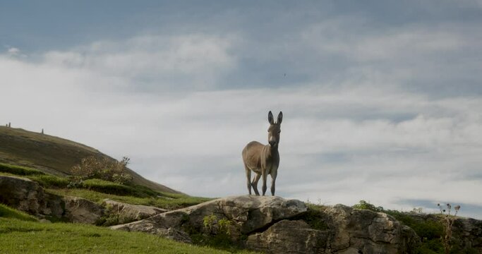 donkey in the mountains. High quality 4k footage