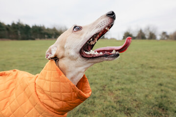 Portrait of a happy young pedigree Whippet dog panting and looking up at owner in a park on a walk