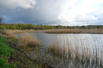 Lake with swans in the field