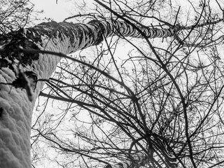 Tree branches covered with frozen snow on a cold winter day. Black and white photo