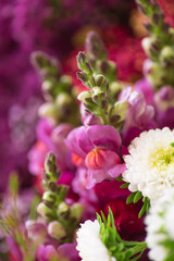Assorted Flowers blooming macro photography