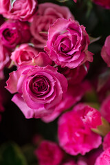 Pink roses Assorted Flowers blooming macro photography