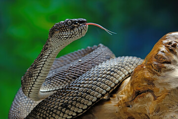 mangrove pit viper © Riadi