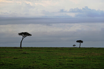 Maasai Mara, tres árboles en el horizonte, Kenia
