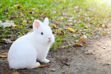 Cute little white bunny pet looking at camera, outside