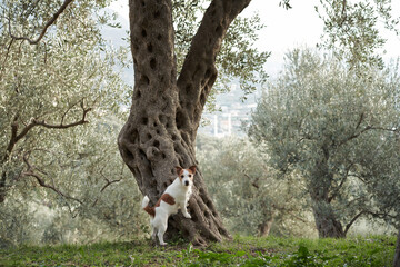 the dog near the olive tree. Jack Russell Terrier in an grove in nature. Pet in park 