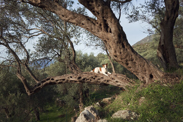 the dog near the olive tree. Jack Russell Terrier in an grove in nature. Pet in park 