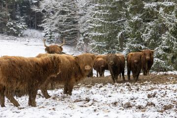 Picture of a herd of Scottish highland cattle in winter in mud and snow outside in the pasture