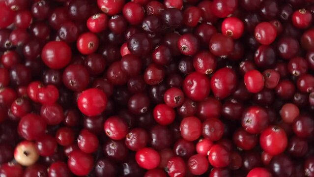 Fresh red cranberry berries close-up slowly rotate.