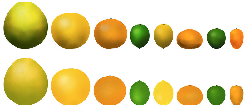 Eight popular citrus fruits are pictured in a 3D illustration. These include: pomelo, grapefruit, orange, lime, lemon, tangerine, key lime and kumquat.