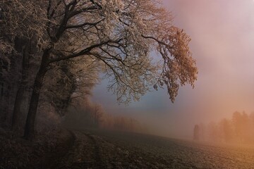 Tyre tracks in a meadow by frost covered trees in winter fog, Switzerland