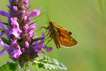 Butterfly the large skipper, Ochlodes sylvanus, feeding on nectar from the field wild flower. Carpathians Ukraine