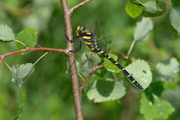 Dragonfly Spiketail, Cordulegastridae, sitting on a tree trunk, Carpathians.