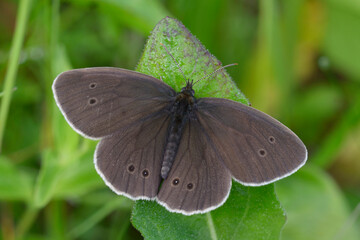 Fototapeta premium Butterfly ringlet, Aphantopus hyperantus, sitting on grass forest. Carpathians, Ukraine