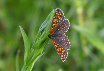 Butterfly the false heath fritillary, Melitaea diamina, sitting on the plant stem, field....