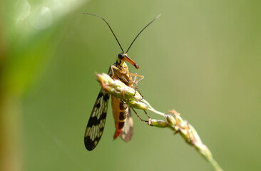 Fly the common scorpionfly, Panorpa communis, sitting on the plant stem, field. Carpathians Ukraine