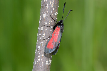Moth the transparent burnet, Zygaena purpuralis, sitting on a tree trunk. Carpathians, Ukraine