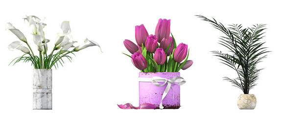 decorative flowers and plants for the interior, isolated on transparent background, 3D illustration, cg render