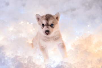 A little one and a half month old husky puppy sits on white fluff with luminous garlands.