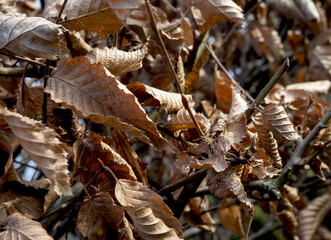 Autumn forest, faded leaves closeup view